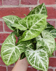 Syngonium Podophyllum White Butterfly - 13cm Pot Folia House