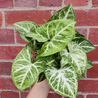 Syngonium Podophyllum White Butterfly - 13cm Pot Folia House