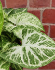 Syngonium Podophyllum White Butterfly - 13cm Pot Folia House