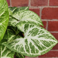 Syngonium Podophyllum White Butterfly - 13cm Pot Folia House