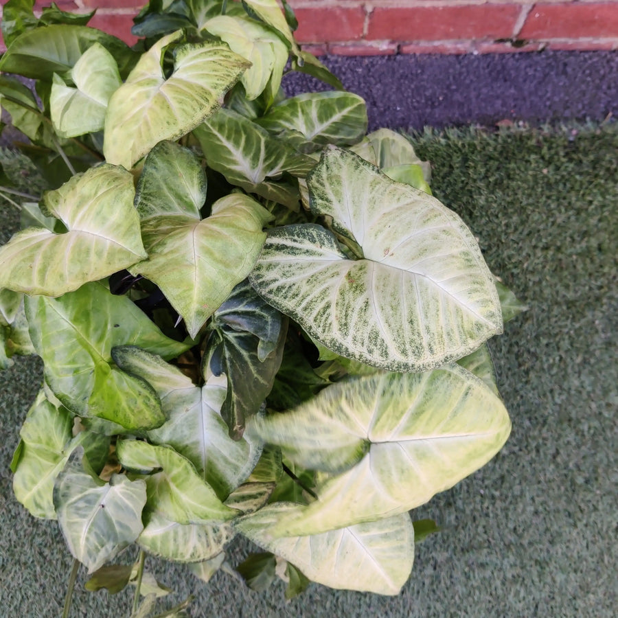 Syngonium Podophyllum White Butterfly - 25cm HB Folia House