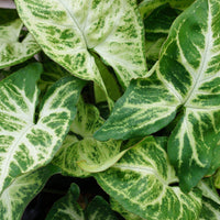 Syngonium Podophyllum White Butterfly Folia House