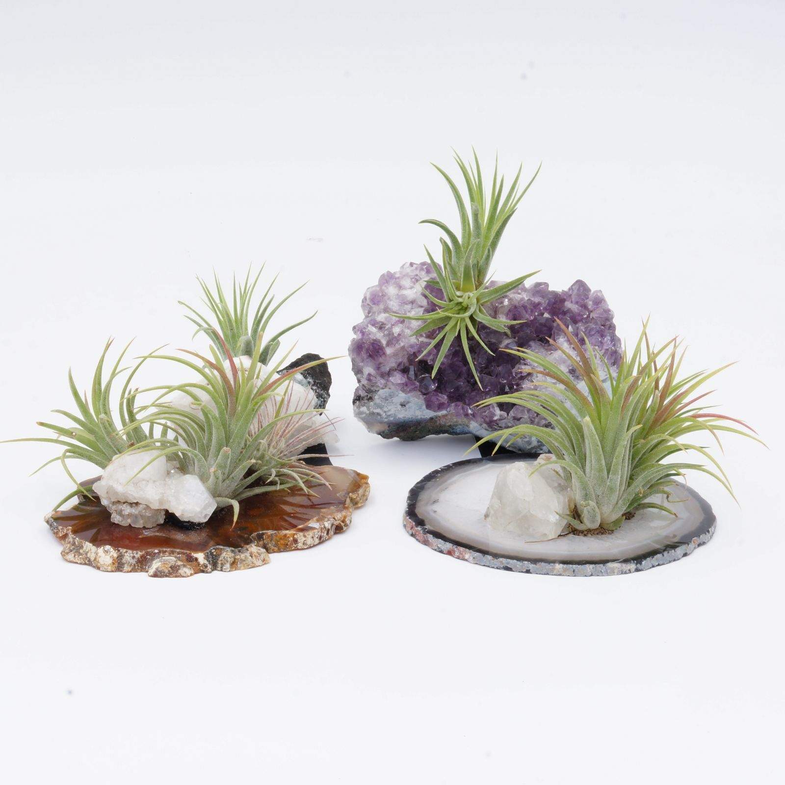 Tillandsia Air Plants on Crystal Folia House