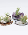 Tillandsia Air Plants on Crystal Folia House