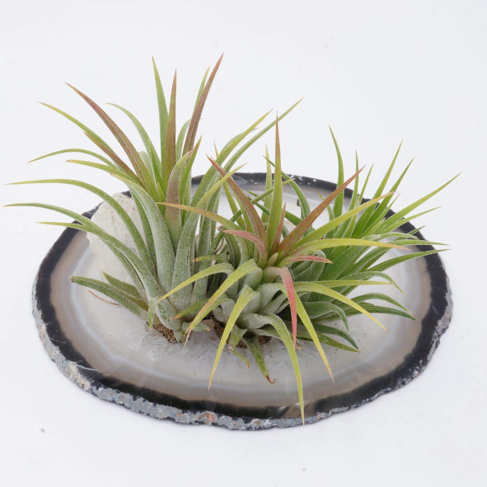 Tillandsia Air Plants on Crystal Folia House