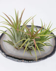 Tillandsia Air Plants on Crystal Folia House