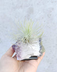 Tillandsia Air Plants on Crystal Folia House