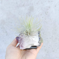 Tillandsia Air Plants on Crystal Folia House