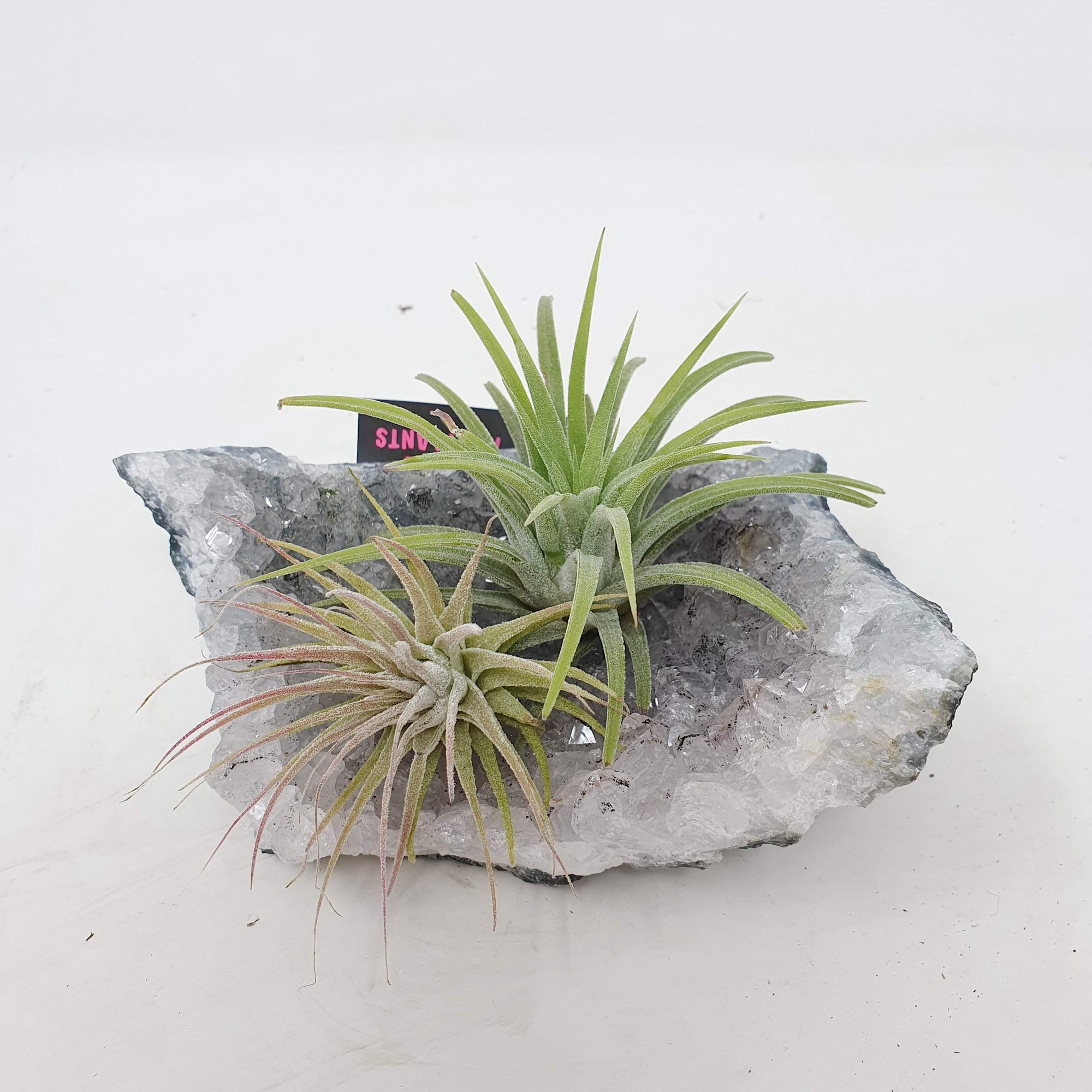 Tillandsia Air Plants on Crystal Folia House