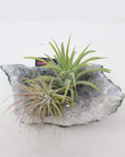 Tillandsia Air Plants on Crystal Folia House