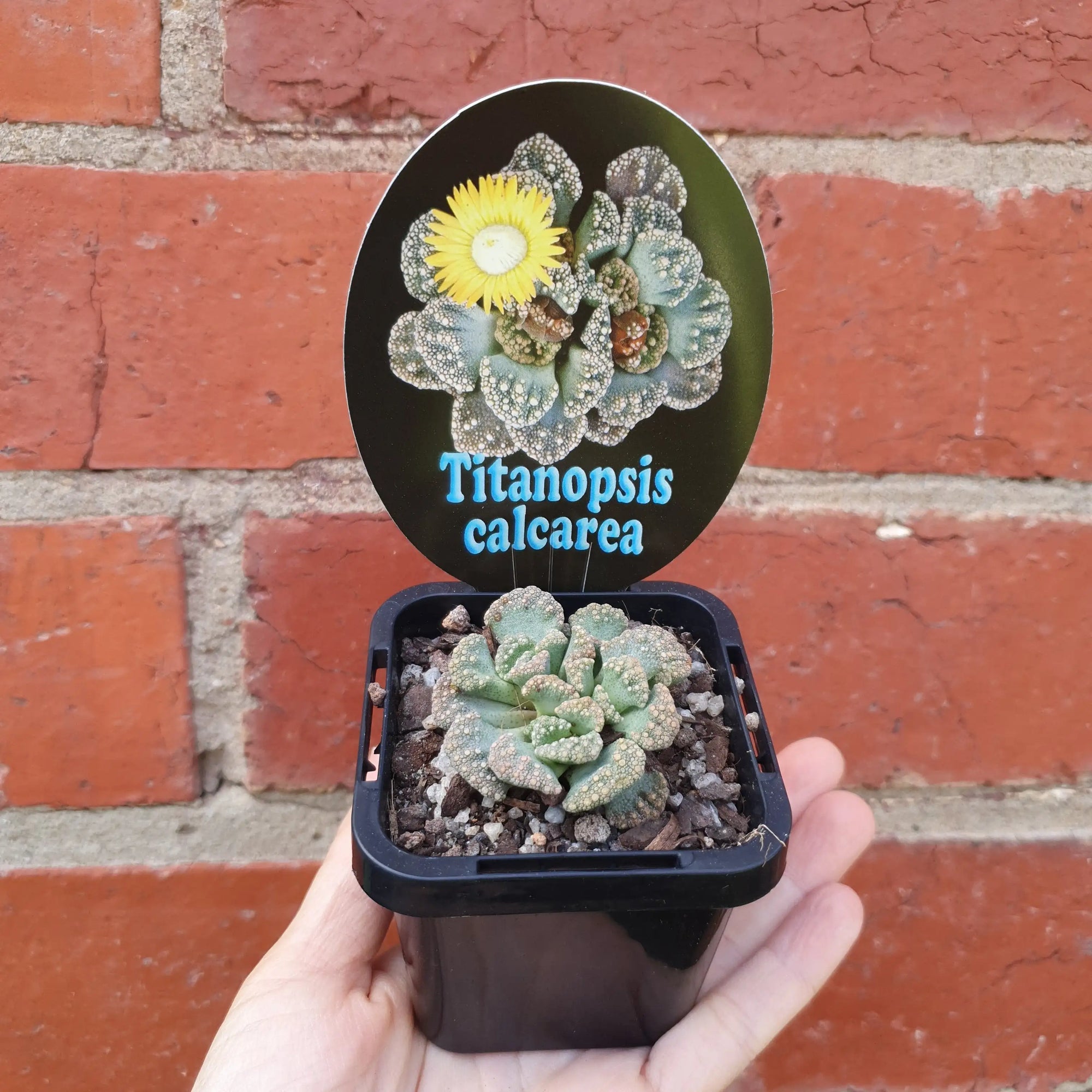 Titanopsis calcarea - 7cm pot Folia House