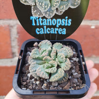 Titanopsis calcarea - 7cm pot Folia House