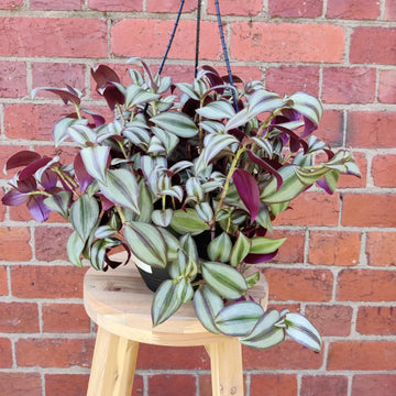 Tradescantia Zebrina Spiderwort (Purple) - 20cm HB Folia House