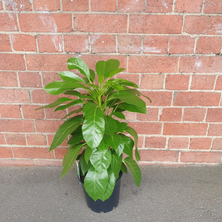 Umbrella Plant (Schefflera Amate) - 20cm Pot Folia House