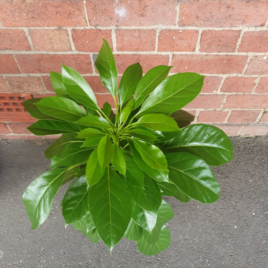 Umbrella Plant (Schefflera Amate) - 20cm Pot Folia House