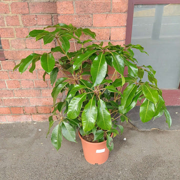 Umbrella Plant (Schefflera Amate) - 25cm Pot Folia House