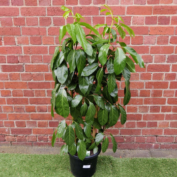Umbrella Plant (Schefflera Amate) - 30cm Pot Folia House