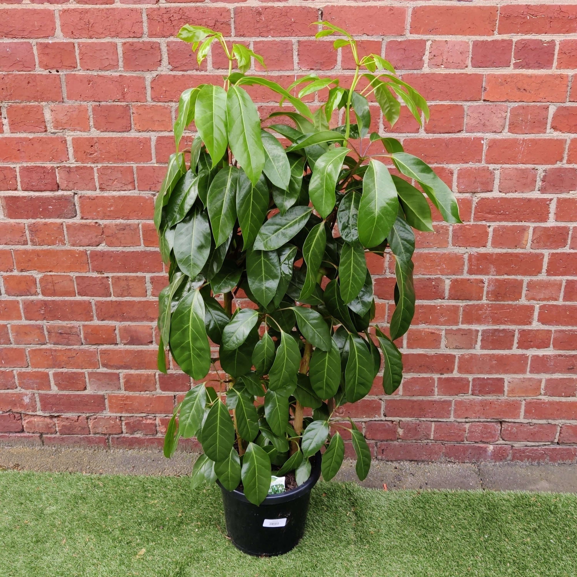 Umbrella Plant (Schefflera Amate) - 30cm Pot Folia House