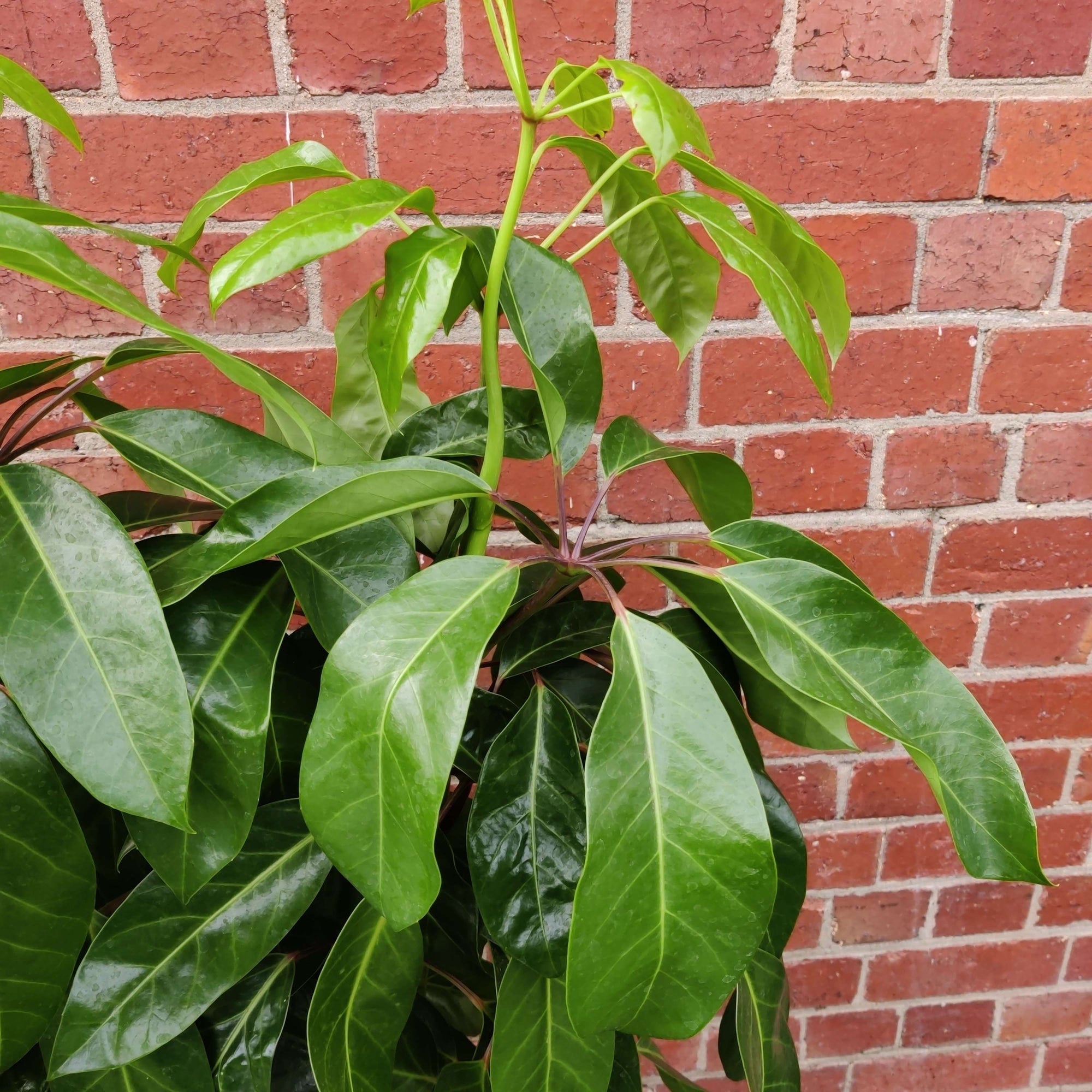 Umbrella Plant (Schefflera Amate) - 30cm Pot Folia House