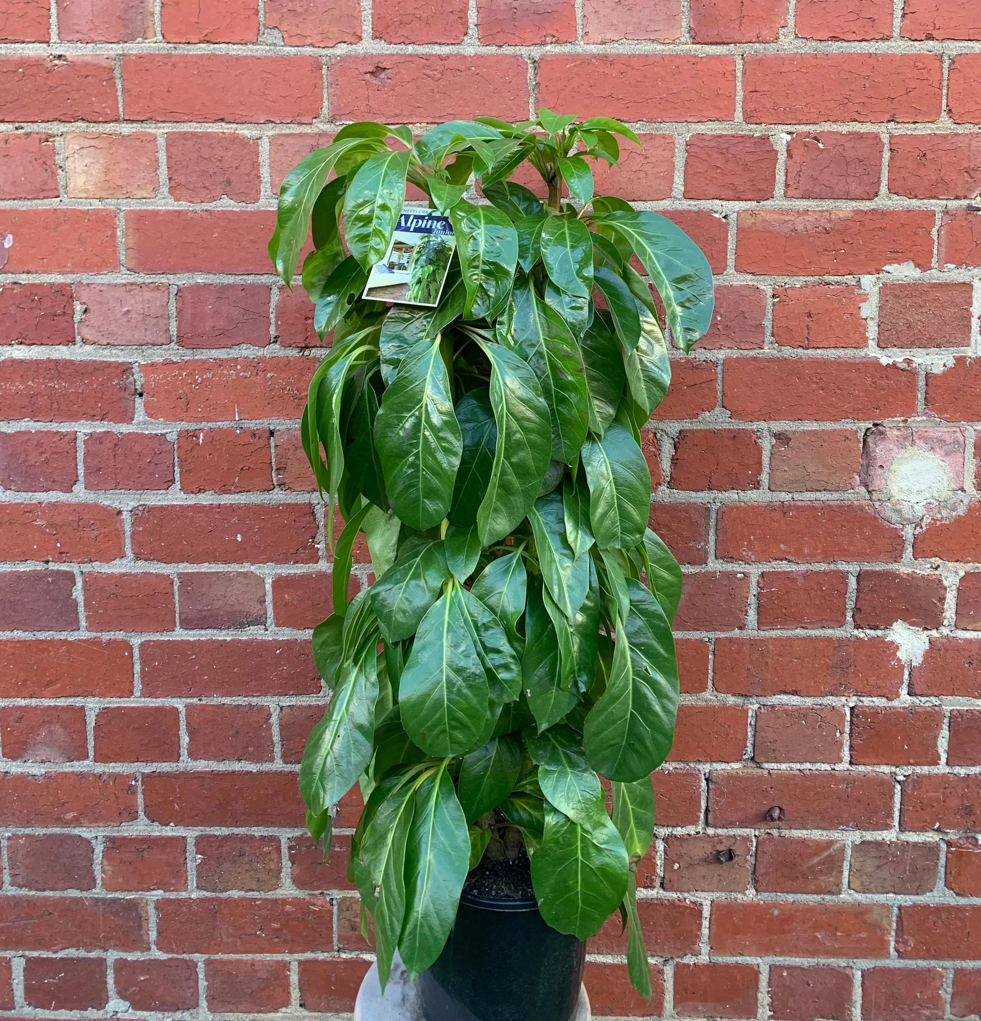 Umbrella plant - Schefflera Actinophylla Alpine Jr - 20cm pot Folia House