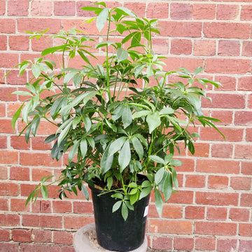 Umbrella plant - Schefflera arboricola - 20cm pot Folia House