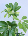 Umbrella plant - Schefflera arboricola - 30cm Pot Folia House