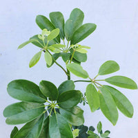 Umbrella plant - Schefflera arboricola - 30cm Pot Folia House