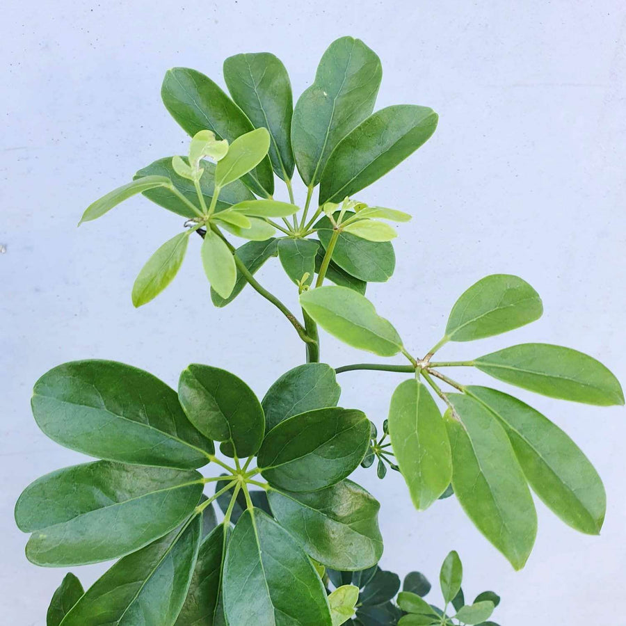 Umbrella plant - Schefflera arboricola - 30cm Pot Folia House