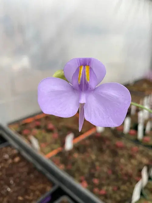 Utricularia Cornigera - 10cm pot Folia House