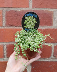 Variegated String of Pearls - 10cm Pot Folia House