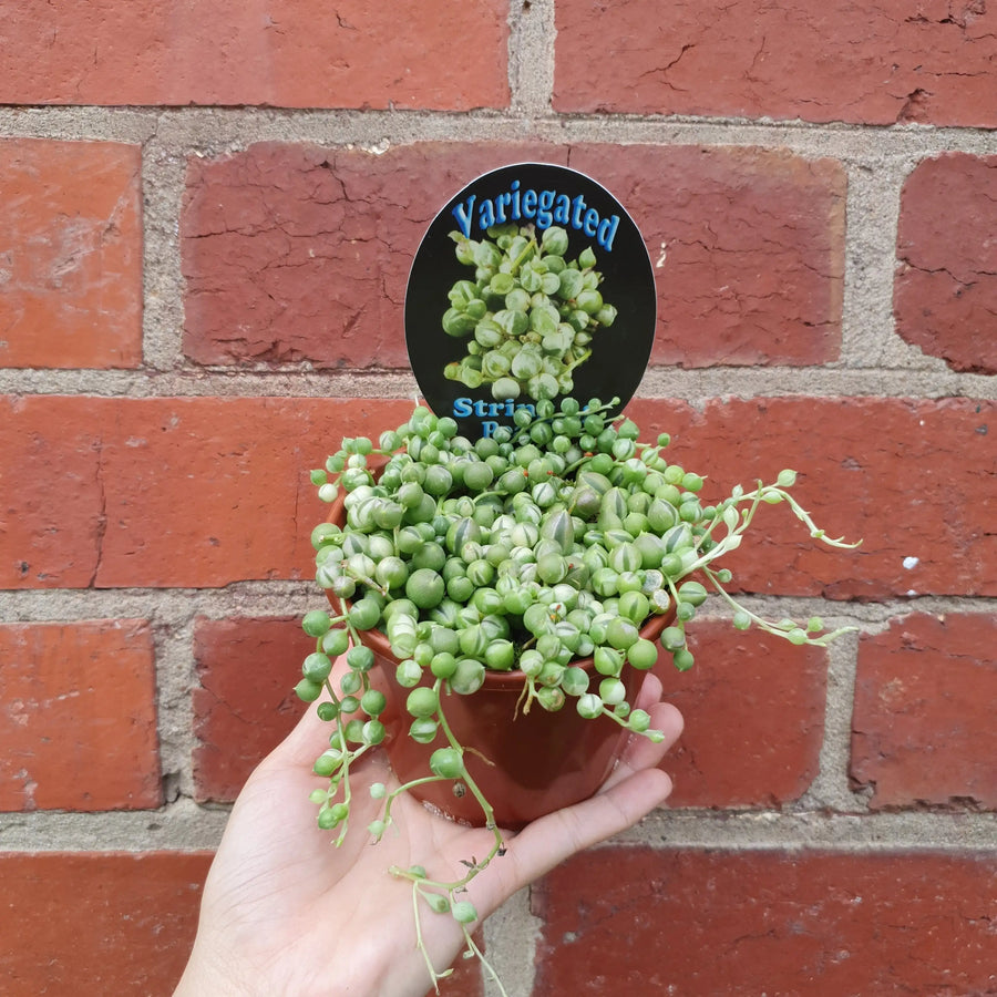 Variegated String of Pearls - 10cm Pot Folia House