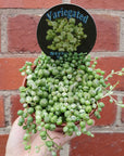 Variegated String of Pearls - 10cm Pot Folia House