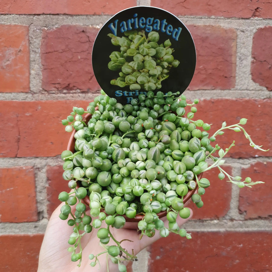 Variegated String of Pearls - 10cm Pot Folia House