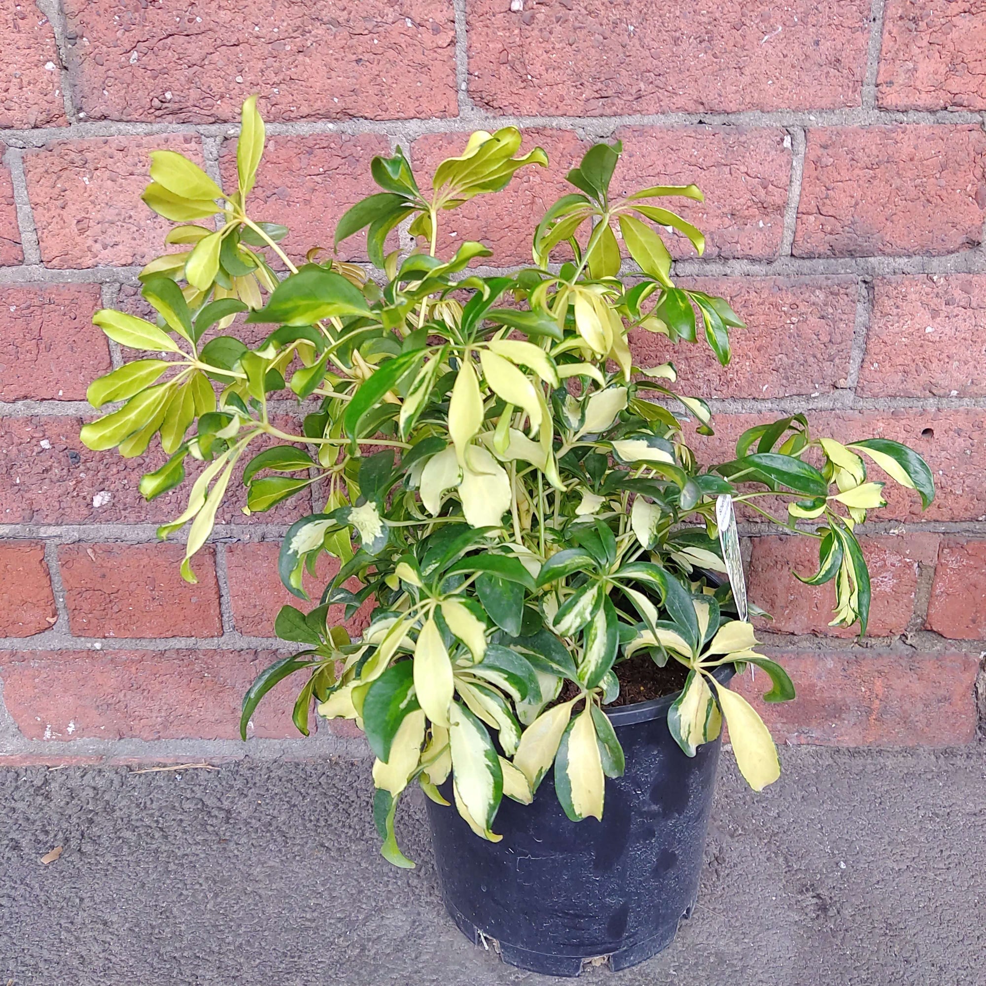 Variegated Umbrella Tree - 20cm Pot Folia House