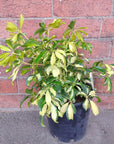 Variegated Umbrella Tree - 20cm Pot Folia House