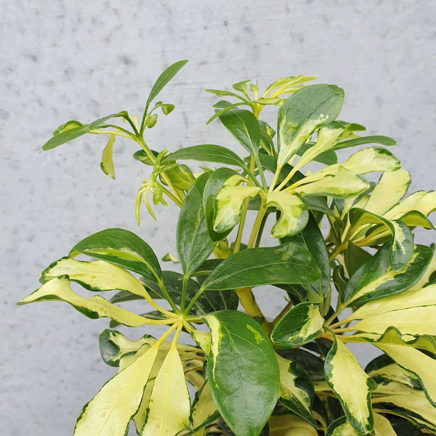 Variegated Umbrella Tree - 20cm Pot Folia House