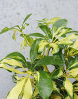 Variegated Umbrella Tree - 20cm Pot Folia House