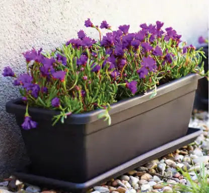 Veneza Planter box - 50cmx26cm Folia House