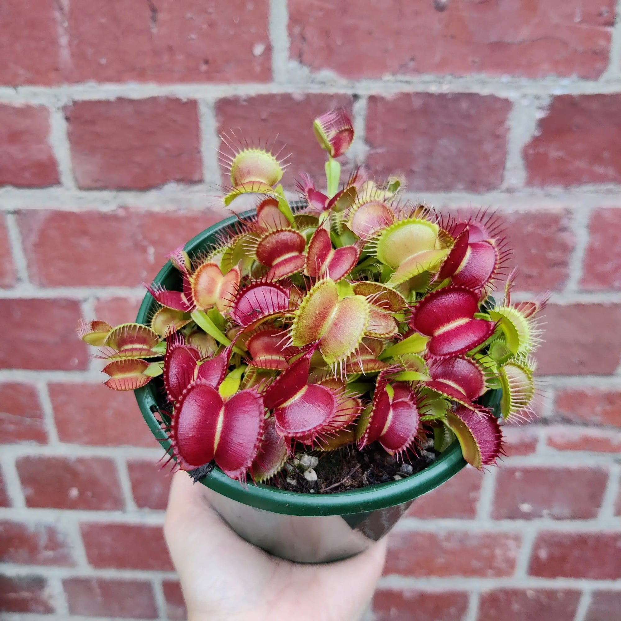 Venus Fly traps (Carnivorous Plant) - 12cm Pot Folia House