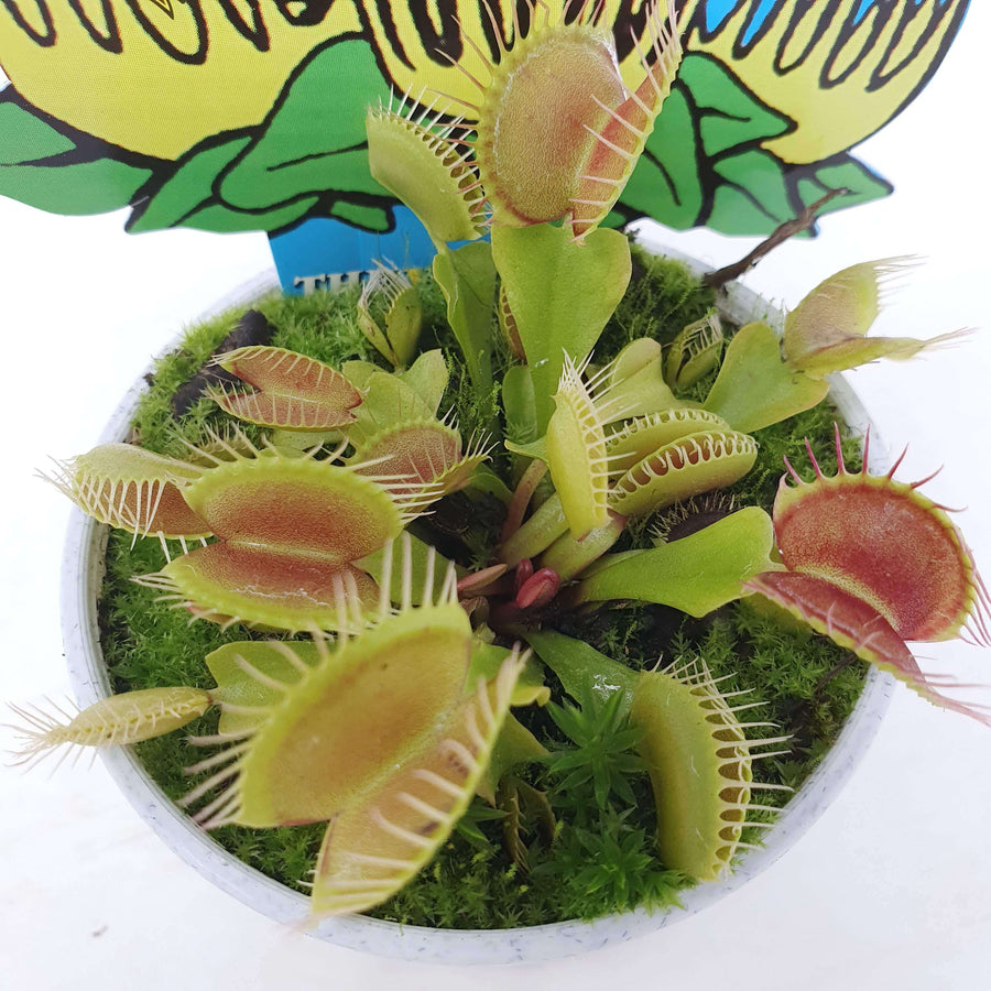 Venus Fly traps (Carnivorous Plant) - 7cm Pot Folia House