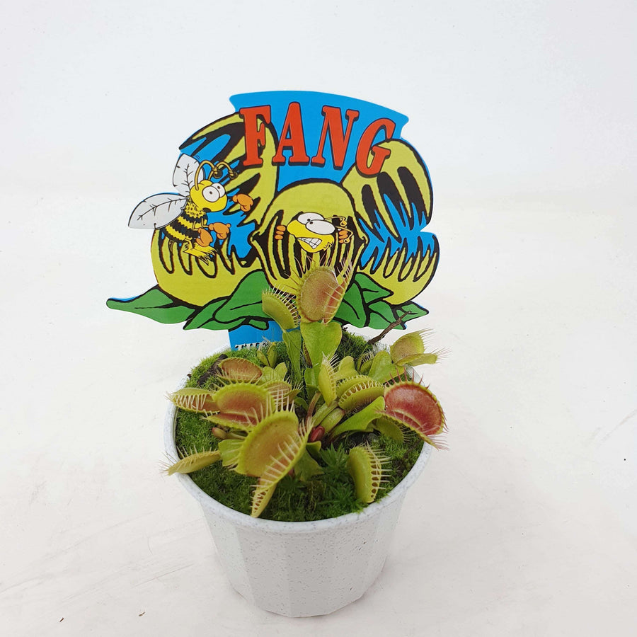 Venus Fly traps (Carnivorous Plant) - 7cm Pot Folia House