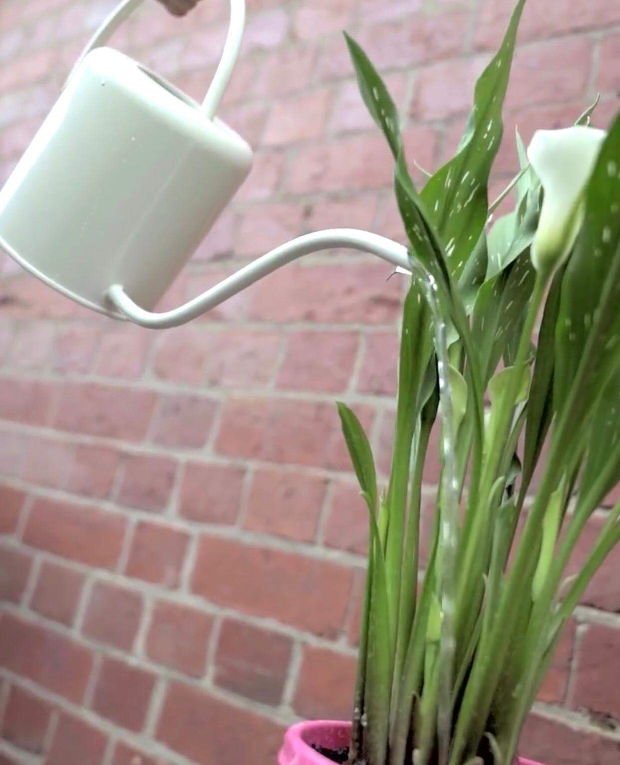 Watering can white Folia House