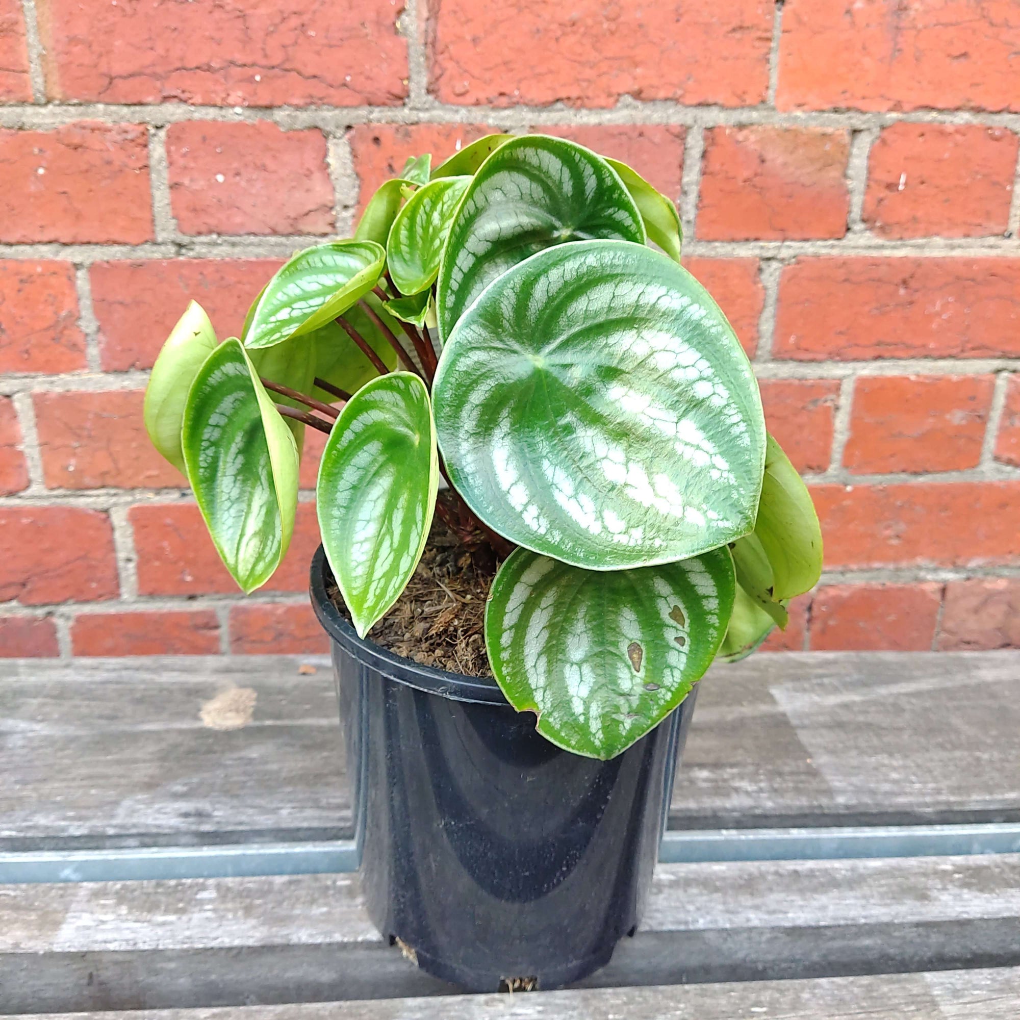 Watermelon Peperomia (Peperomia Argyreia) - 18cm Pot Folia House