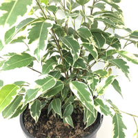 Ficus Benjamin Variegated - 10cm pot