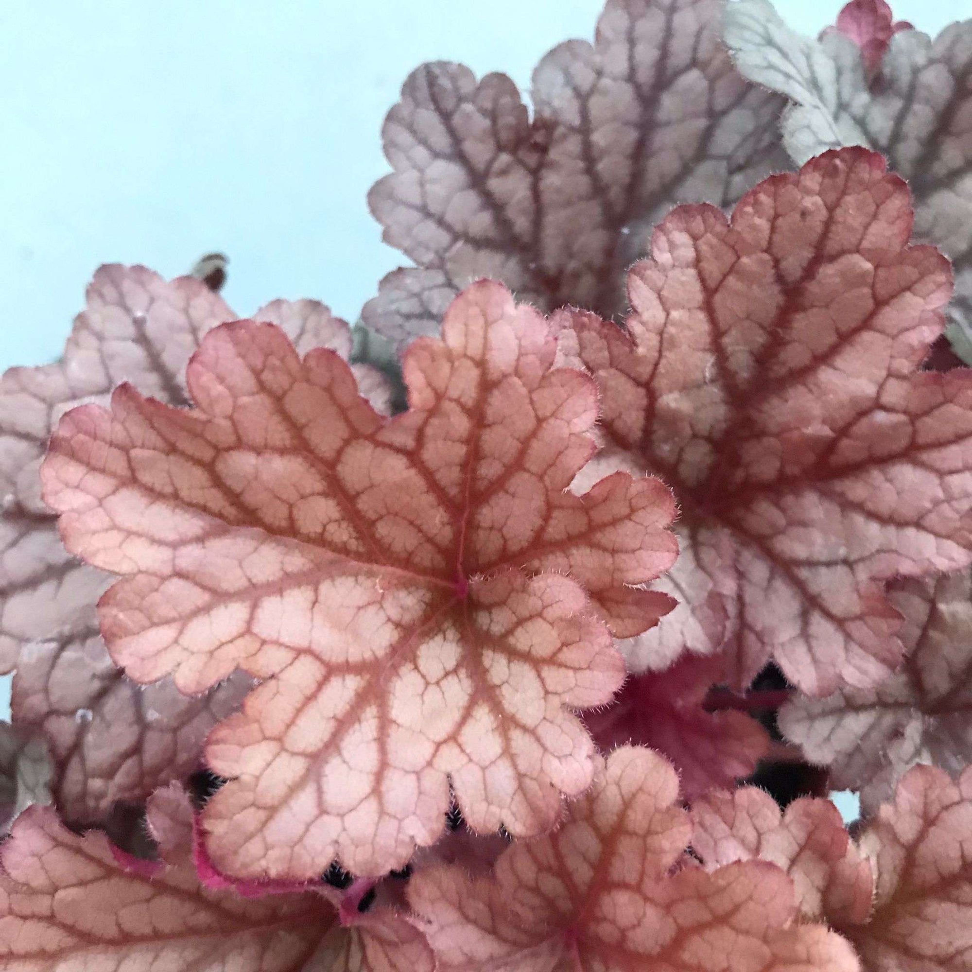 Heuchera Sugar Plum - 14cm Pot