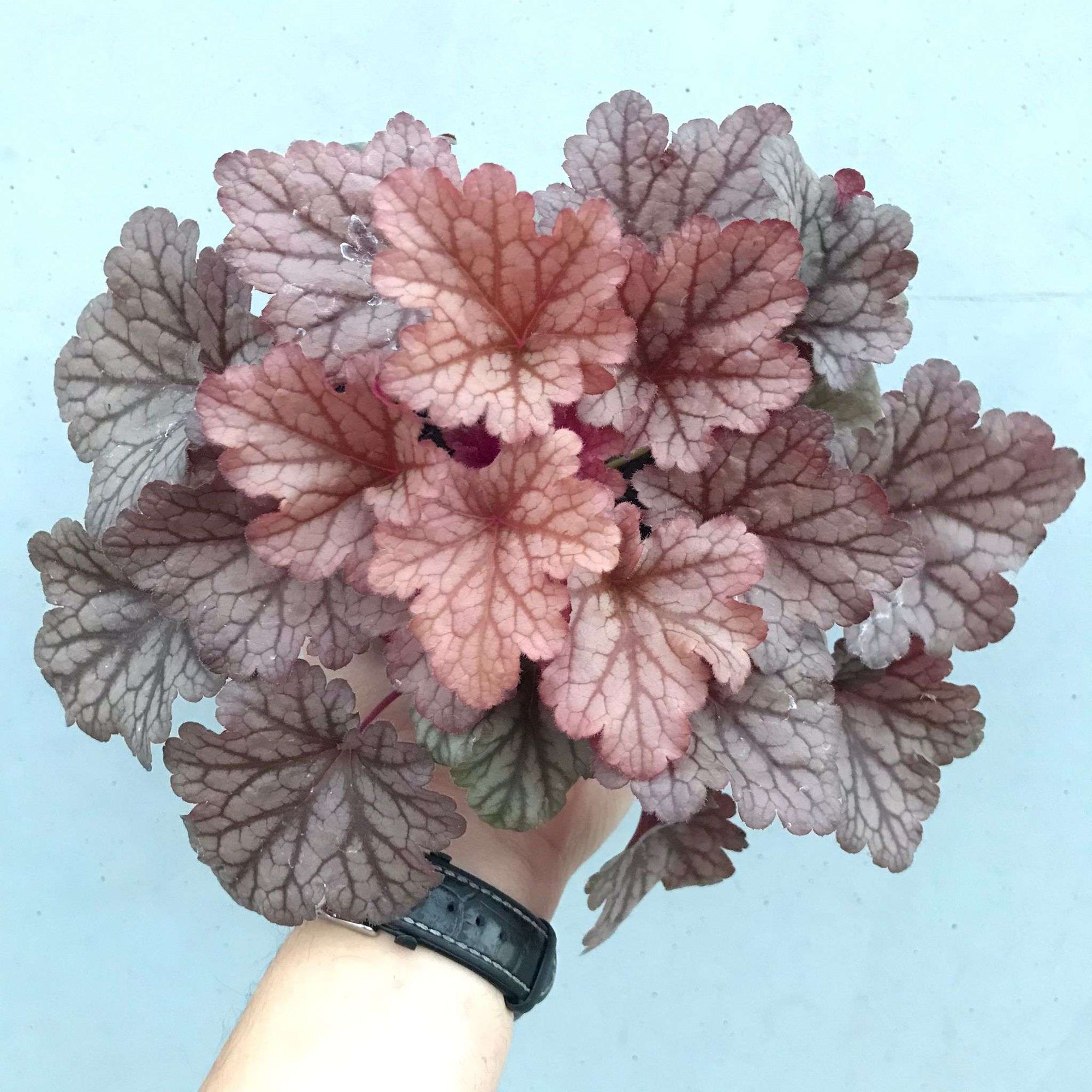 Heuchera Sugar Plum - 14cm Pot