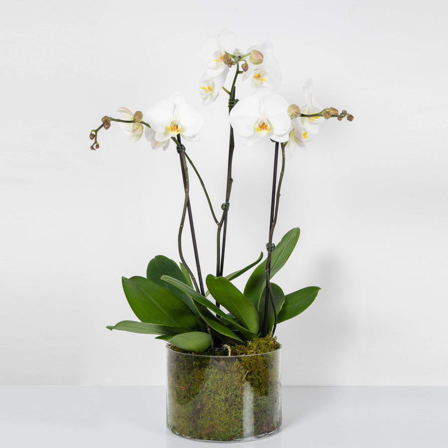White Phalaenopsis Orchid In Glass - 2 stems per plant Folia House
