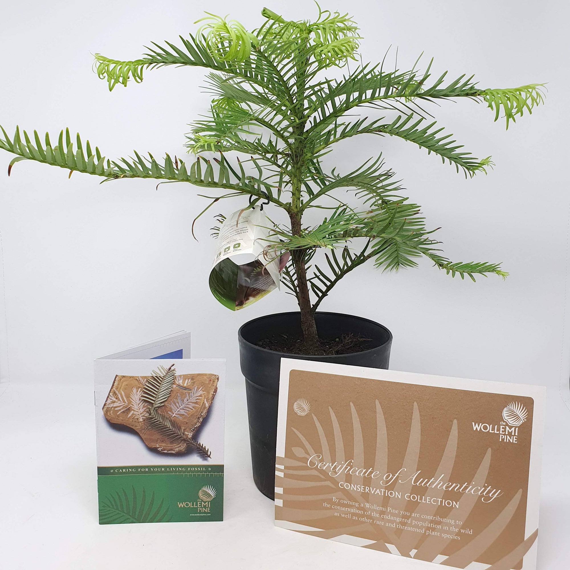 Wollemi Pine Tree Folia House