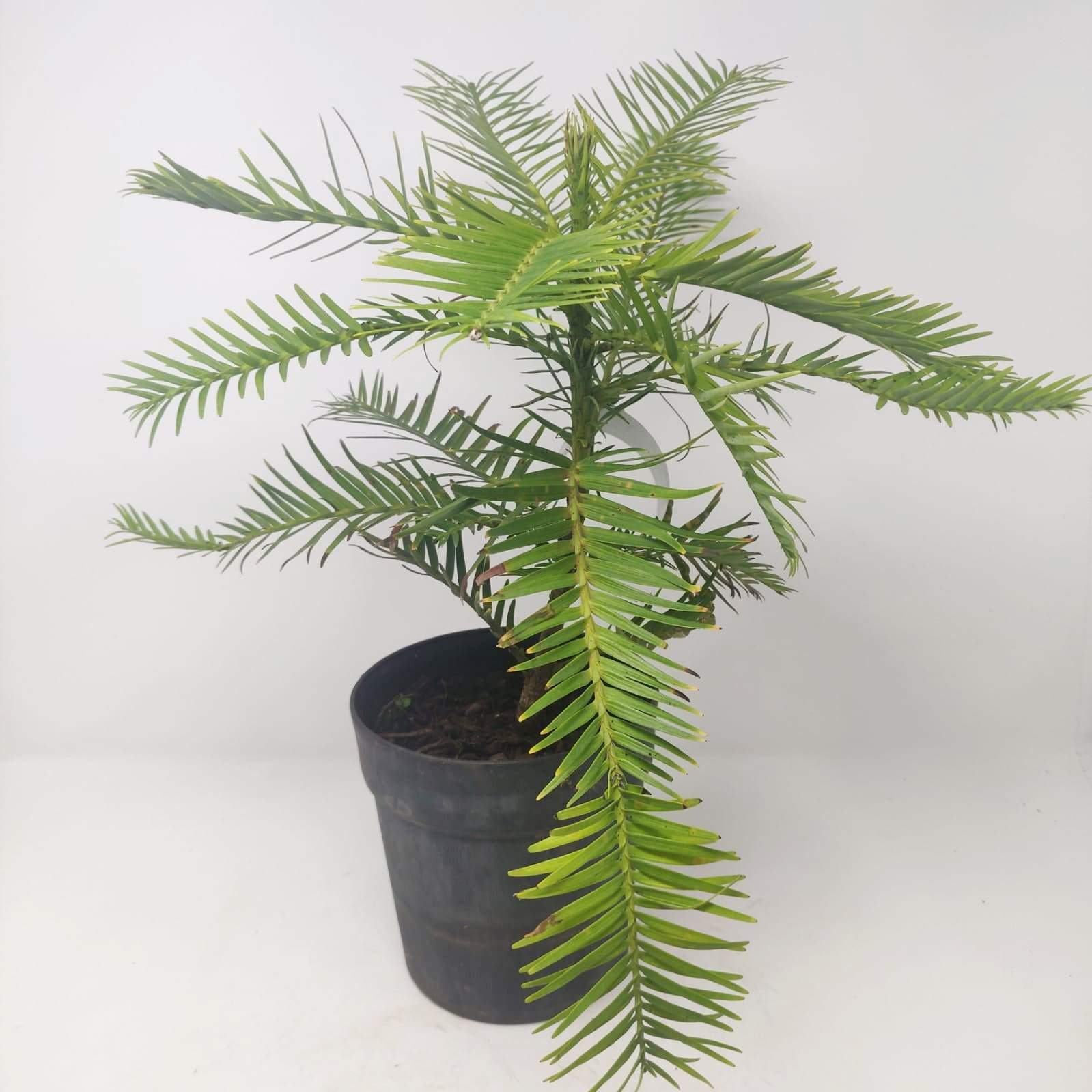 Wollemi Pine Tree Folia House