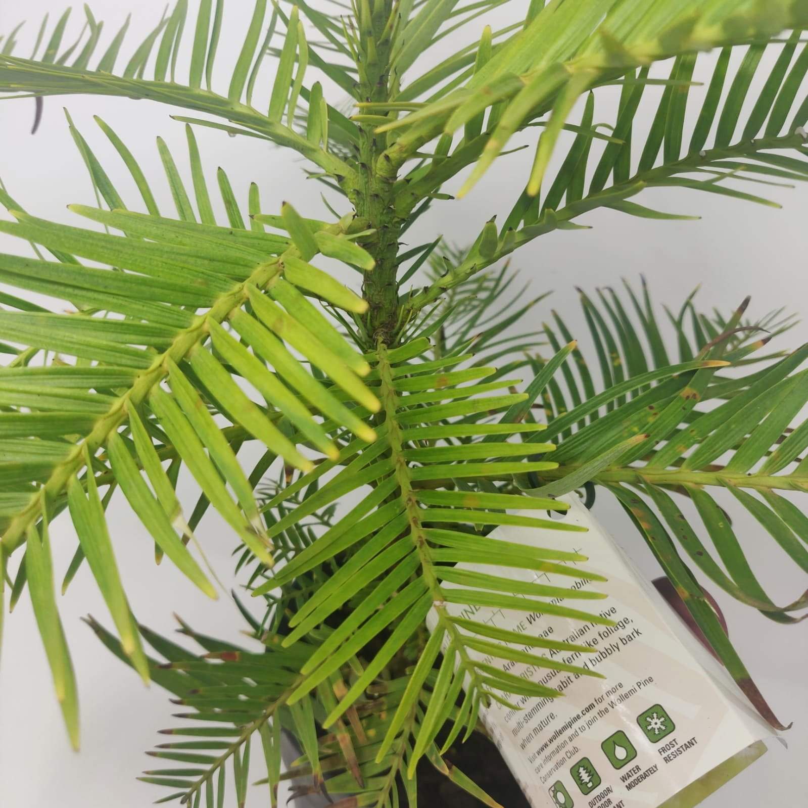 Wollemi Pine Tree Folia House